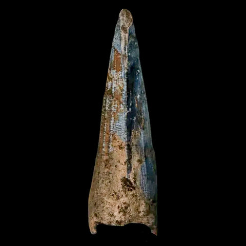 1.5" Suchomimus Fossil Tooth Cretaceous Spinosaurid Dinosaur Elraz FM Niger COA - Fossil Age Minerals