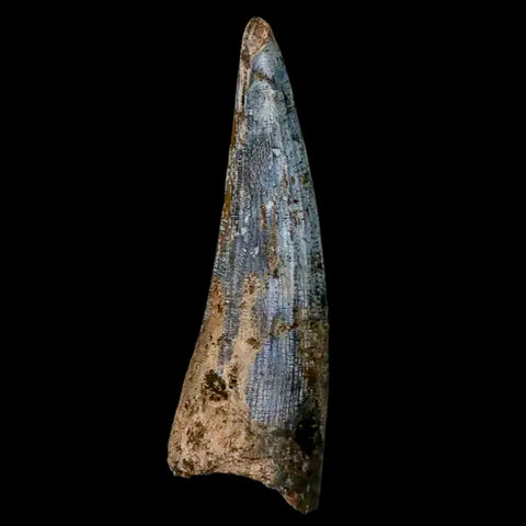 1.5" Suchomimus Fossil Tooth Cretaceous Spinosaurid Dinosaur Elraz FM Niger COA - Fossil Age Minerals