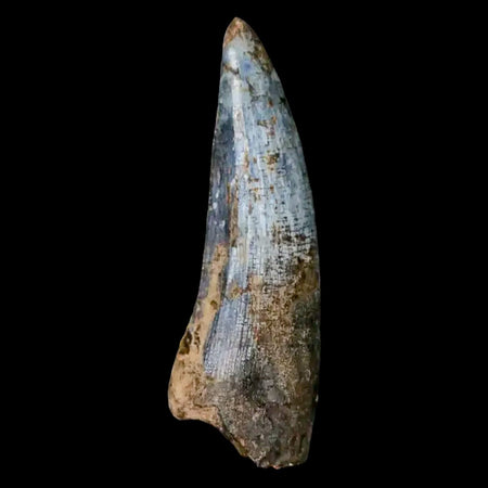 1.5" Suchomimus Fossil Tooth Cretaceous Spinosaurid Dinosaur Elraz FM Niger COA