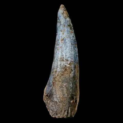 1.5" Suchomimus Fossil Tooth Cretaceous Spinosaurid Dinosaur Elraz FM Niger COA - Fossil Age Minerals