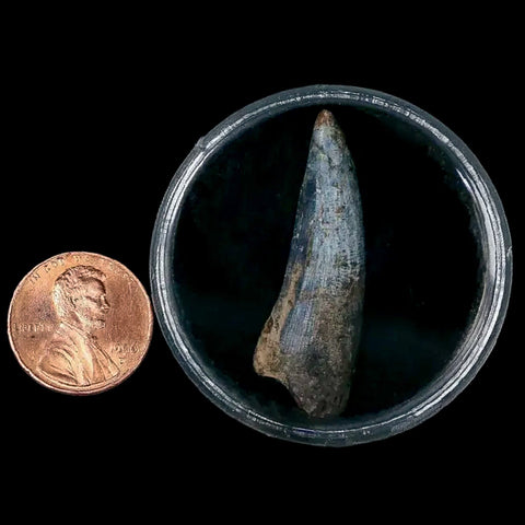 1.5" Suchomimus Fossil Tooth Cretaceous Spinosaurid Dinosaur Elraz FM Niger COA - Fossil Age Minerals