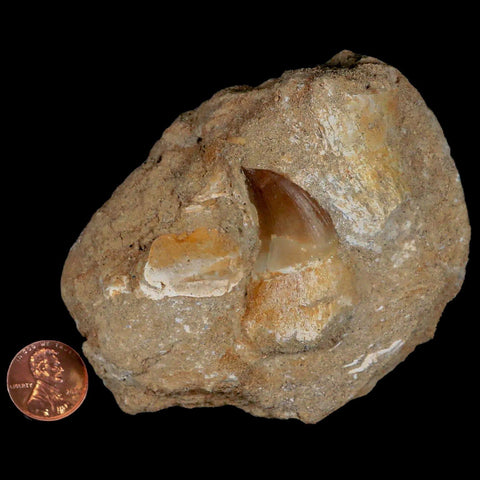 1.6" Mosasaur Prognathodon Fossil Tooth Rooted In Matrix Cretaceous Dinosaur Era - Fossil Age Minerals