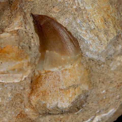 1.6" Mosasaur Prognathodon Fossil Tooth Rooted In Matrix Cretaceous Dinosaur Era - Fossil Age Minerals