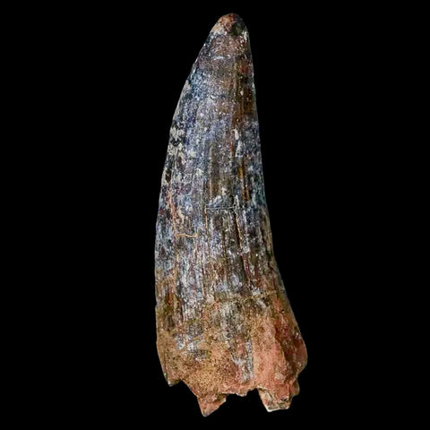 1.8" Suchomimus Fossil Tooth Cretaceous Spinosaurid Dinosaur Elraz FM Niger COA - Fossil Age Minerals