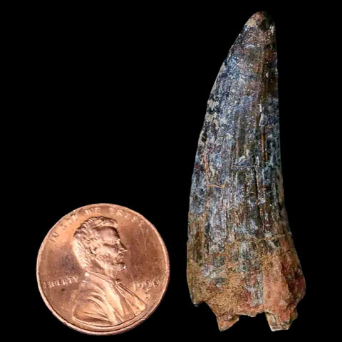 1.8" Suchomimus Fossil Tooth Cretaceous Spinosaurid Dinosaur Elraz FM Niger COA - Fossil Age Minerals