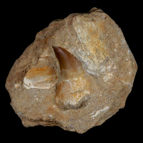 1.6" Mosasaur Prognathodon Fossil Tooth Rooted In Matrix Cretaceous Dinosaur Era - Fossil Age Minerals