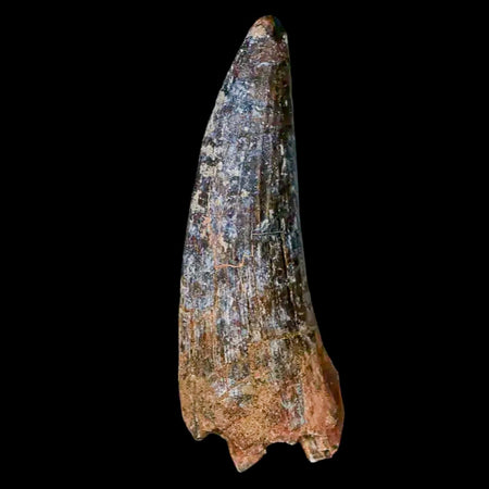 1.8" Suchomimus Fossil Tooth Cretaceous Spinosaurid Dinosaur Elraz FM Niger COA