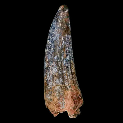 1.8" Suchomimus Fossil Tooth Cretaceous Spinosaurid Dinosaur Elraz FM Niger COA - Fossil Age Minerals