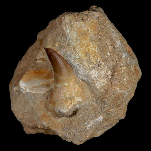 1.6" Mosasaur Prognathodon Fossil Tooth Rooted In Matrix Cretaceous Dinosaur Era - Fossil Age Minerals