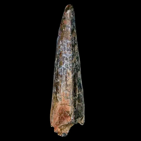 1.8" Suchomimus Fossil Tooth Cretaceous Spinosaurid Dinosaur Elraz FM Niger COA - Fossil Age Minerals