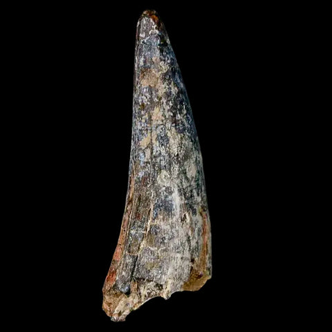 1.8" Suchomimus Fossil Tooth Cretaceous Spinosaurid Dinosaur Elraz FM Niger COA - Fossil Age Minerals