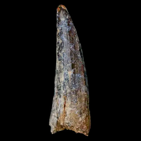 1.8" Suchomimus Fossil Tooth Cretaceous Spinosaurid Dinosaur Elraz FM Niger COA - Fossil Age Minerals