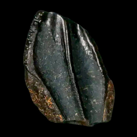 0.4" Corythosaurus Fossil Tooth Judith River FM MT Cretaceous Dinosaur COA, Display - Fossil Age Minerals