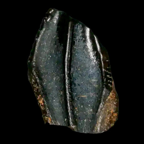 0.4" Corythosaurus Fossil Tooth Judith River FM MT Cretaceous Dinosaur COA, Display - Fossil Age Minerals