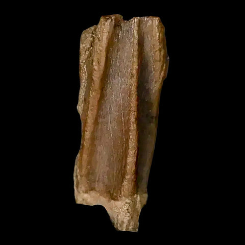 0.6" Corythosaurus Fossil Tooth Judith River FM MT Cretaceous Dinosaur COA, Display - Fossil Age Minerals