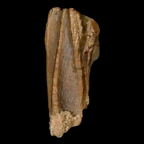 0.6" Corythosaurus Fossil Tooth Judith River FM MT Cretaceous Dinosaur COA, Display - Fossil Age Minerals