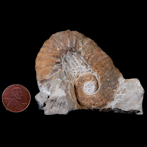 2.3" Heteromorph Rarest Of Fossil Ammonites Barremain Age Morocco Ancyloceras - Fossil Age Minerals