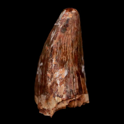 1" Phytosaur Fossil Tooth Triassic Age Archosaur Redonda FM NM COA & Display - Fossil Age Minerals