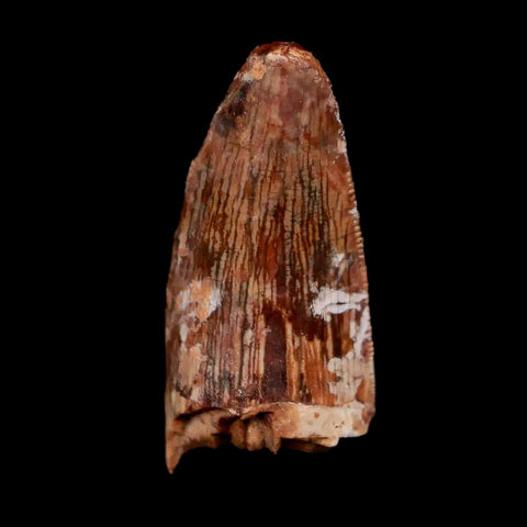 1" Phytosaur Fossil Tooth Triassic Age Archosaur Redonda FM NM COA & Display - Fossil Age Minerals