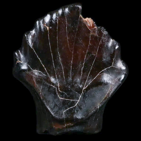 0.5" Ankylosaurus Fossil Tooth Judith River FM Cretaceous Dinosaur MT COA & Display - Fossil Age Minerals