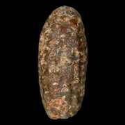 1.6" Fossil Pine Cone Equicalastrobus Replaced By Agate Eocene Age Seeds Fruit