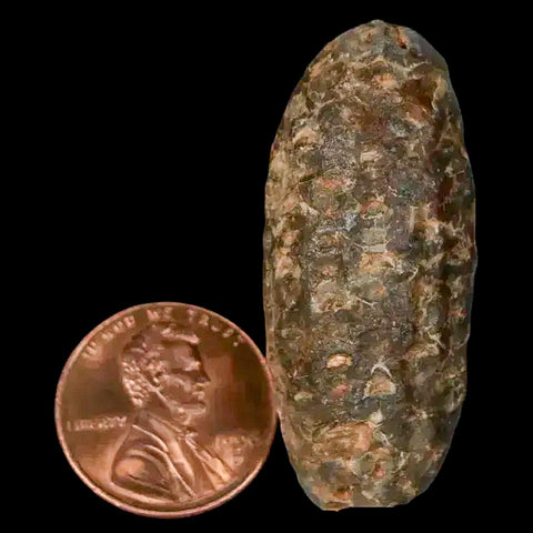 1.6" Fossil Pine Cone Equicalastrobus Replaced By Agate Eocene Age Seeds Fruit - Fossil Age Minerals