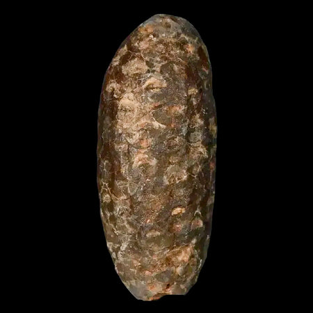 1.6" Fossil Pine Cone Equicalastrobus Replaced By Agate Eocene Age Seeds Fruit