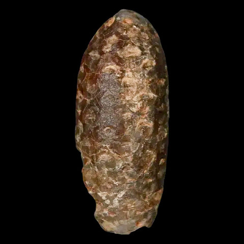 1.6" Fossil Pine Cone Equicalastrobus Replaced By Agate Eocene Age Seeds Fruit - Fossil Age Minerals