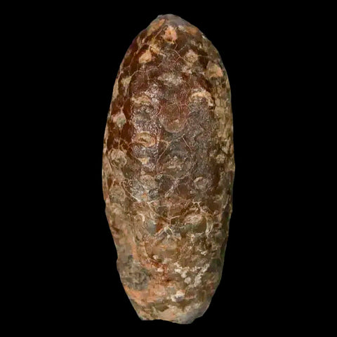 1.6" Fossil Pine Cone Equicalastrobus Replaced By Agate Eocene Age Seeds Fruit - Fossil Age Minerals