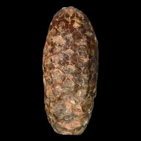 1.6" Fossil Pine Cone Equicalastrobus Replaced By Agate Eocene Age Seeds Fruit - Fossil Age Minerals