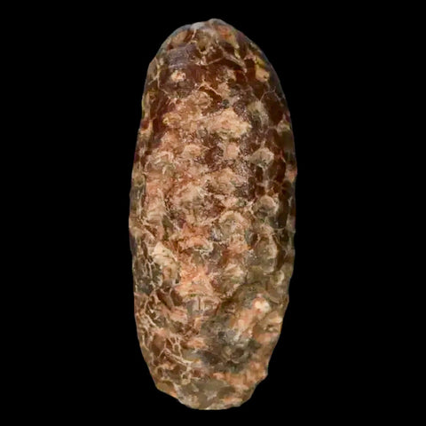 1.6" Fossil Pine Cone Equicalastrobus Replaced By Agate Eocene Age Seeds Fruit - Fossil Age Minerals