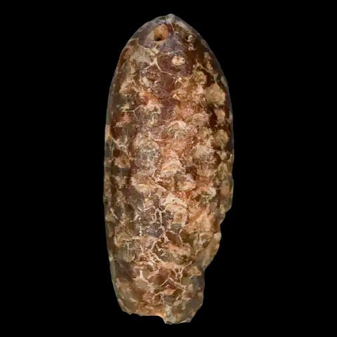 1.6" Fossil Pine Cone Equicalastrobus Replaced By Agate Eocene Age Seeds Fruit - Fossil Age Minerals