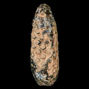 XL 2.2" Fossil Pine Cone Equicalastrobus Replaced By Agate Eocene Age Seeds Fruit