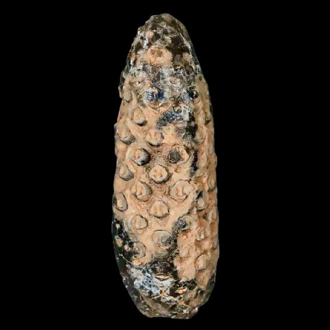 XL 2.2" Fossil Pine Cone Equicalastrobus Replaced By Agate Eocene Age Seeds Fruit - Fossil Age Minerals