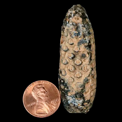 XL 2.2" Fossil Pine Cone Equicalastrobus Replaced By Agate Eocene Age Seeds Fruit - Fossil Age Minerals