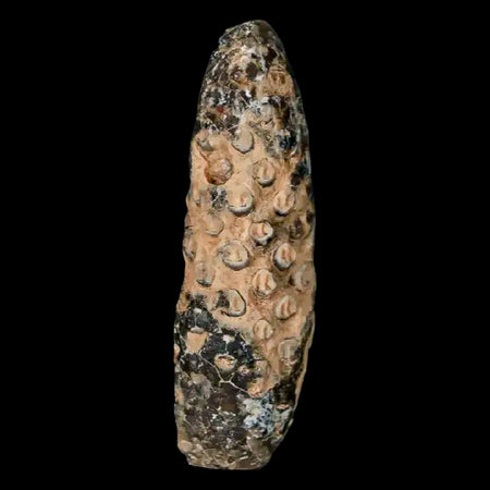 XL 2.2" Fossil Pine Cone Equicalastrobus Replaced By Agate Eocene Age Seeds Fruit