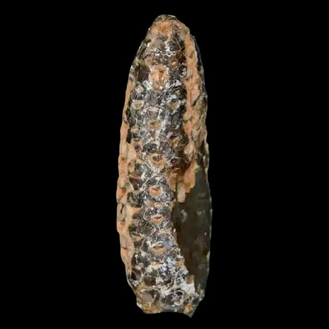 XL 2.2" Fossil Pine Cone Equicalastrobus Replaced By Agate Eocene Age Seeds Fruit - Fossil Age Minerals