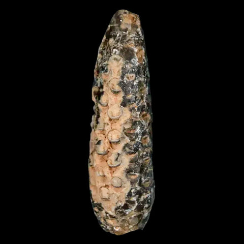 XL 2.2" Fossil Pine Cone Equicalastrobus Replaced By Agate Eocene Age Seeds Fruit - Fossil Age Minerals