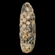 1.9" Fossil Pine Cone Equicalastrobus Replaced By Agate Eocene Age Seeds Fruit