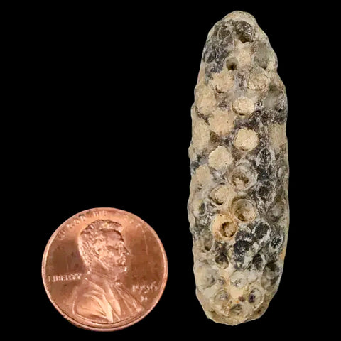 1.9" Fossil Pine Cone Equicalastrobus Replaced By Agate Eocene Age Seeds Fruit - Fossil Age Minerals