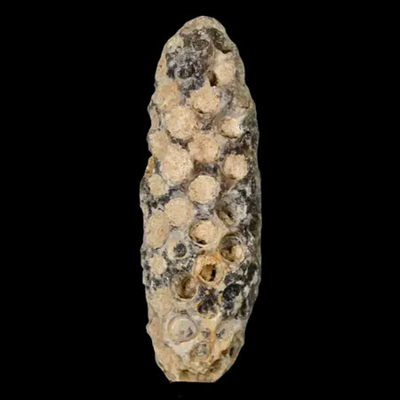 1.9" Fossil Pine Cone Equicalastrobus Replaced By Agate Eocene Age Seeds Fruit