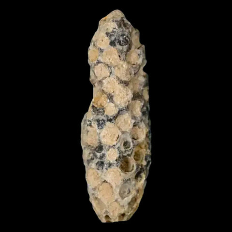 1.9" Fossil Pine Cone Equicalastrobus Replaced By Agate Eocene Age Seeds Fruit - Fossil Age Minerals