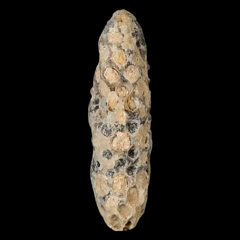 1.9" Fossil Pine Cone Equicalastrobus Replaced By Agate Eocene Age Seeds Fruit - Fossil Age Minerals