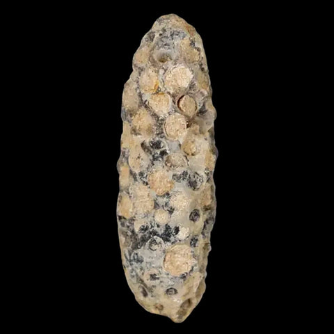 1.9" Fossil Pine Cone Equicalastrobus Replaced By Agate Eocene Age Seeds Fruit - Fossil Age Minerals