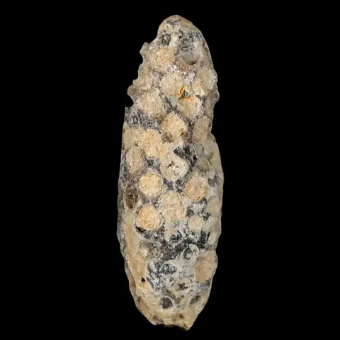 1.9" Fossil Pine Cone Equicalastrobus Replaced By Agate Eocene Age Seeds Fruit - Fossil Age Minerals