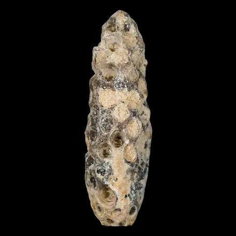 1.9" Fossil Pine Cone Equicalastrobus Replaced By Agate Eocene Age Seeds Fruit - Fossil Age Minerals