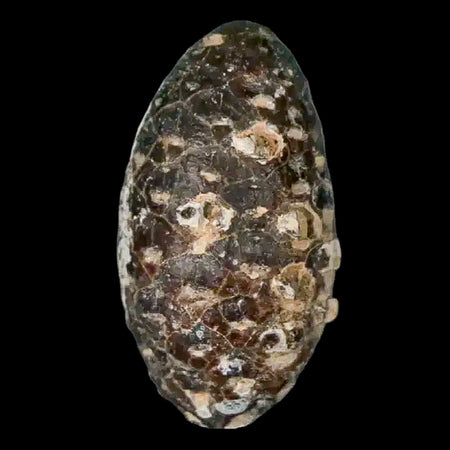 1.3 Fossil Pine Cone Equicalastrobus Replaced By Agate Eocene Age Seeds Fruit