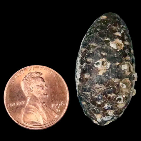 1.3 Fossil Pine Cone Equicalastrobus Replaced By Agate Eocene Age Seeds Fruit - Fossil Age Minerals