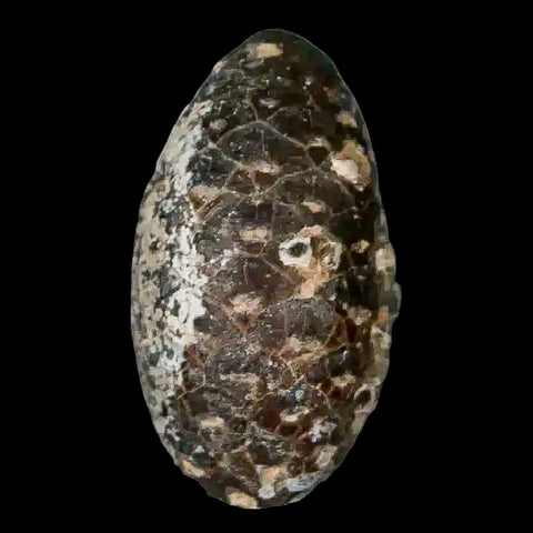 1.3 Fossil Pine Cone Equicalastrobus Replaced By Agate Eocene Age Seeds Fruit - Fossil Age Minerals