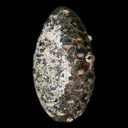 1.3 Fossil Pine Cone Equicalastrobus Replaced By Agate Eocene Age Seeds Fruit